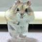 HamsterODP Rodent Омск